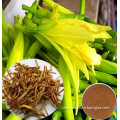 Herb medicine of Day lily P.E powder /Hemerocallis plicata Stapf extract